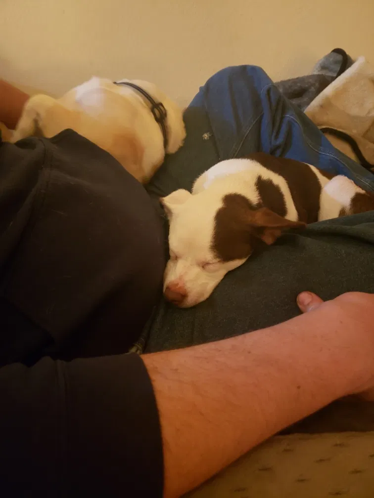 Lost dog in Fort Worth, TX, 76112