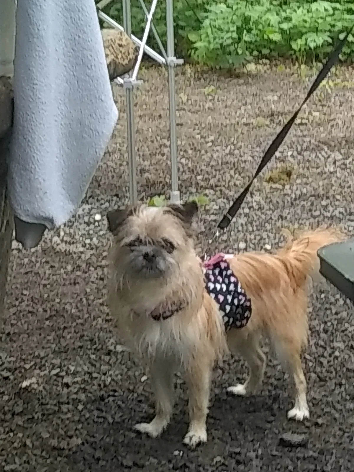 Lost dog in Everett, WA, 98203