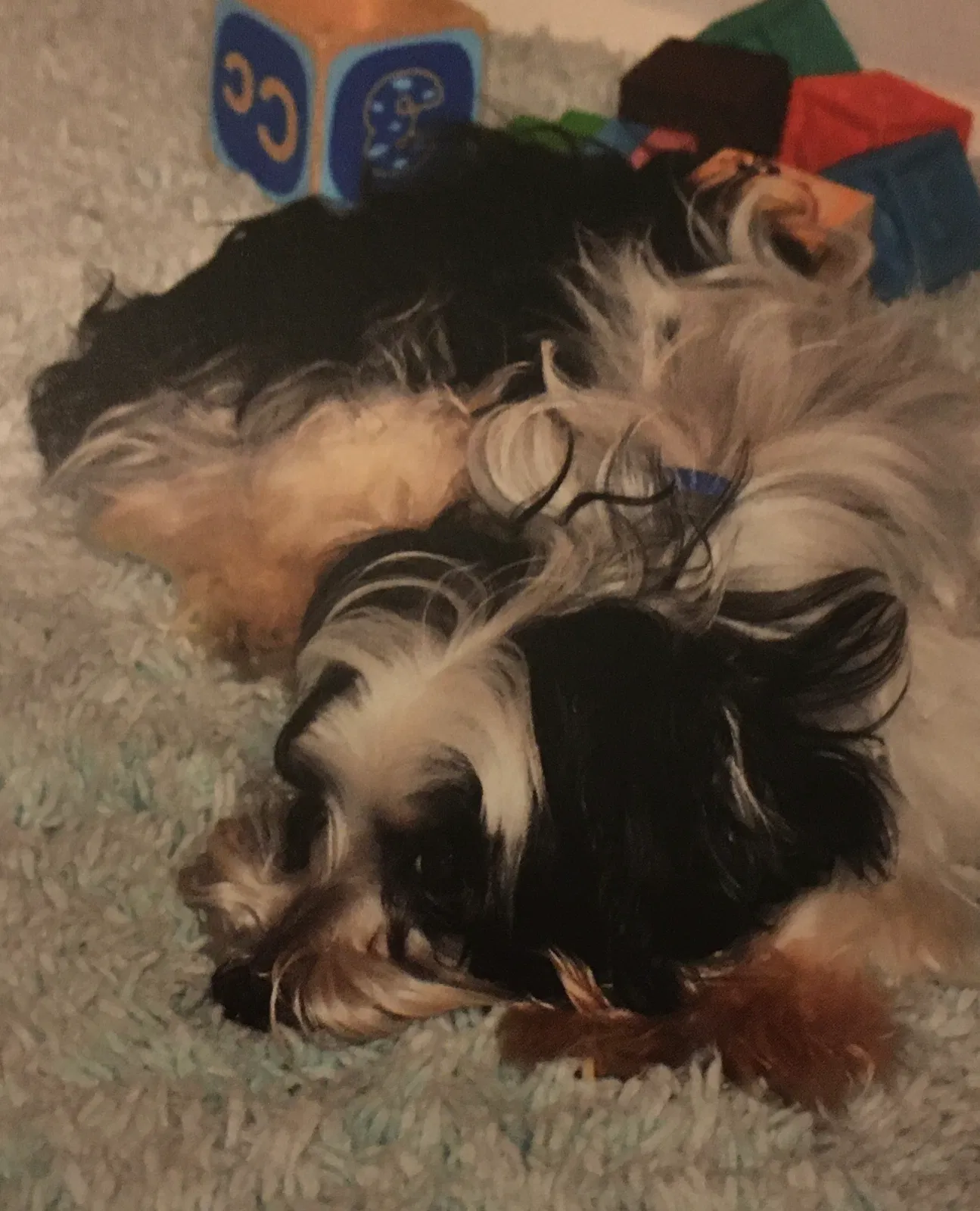 Lost dog in Phoenix, AZ, 85027