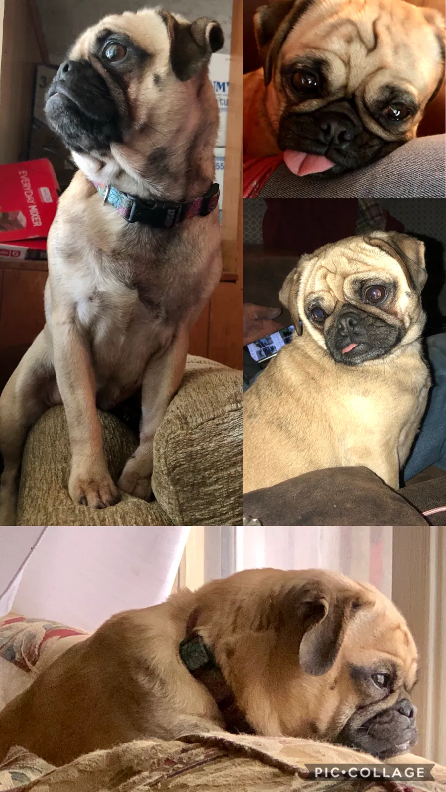 Lost dog in Lockwood, MO, 65682