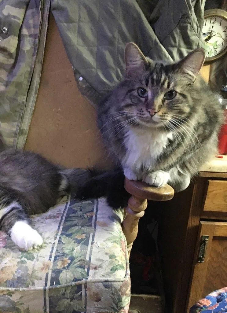Lost cat in Emery, SD, 57332