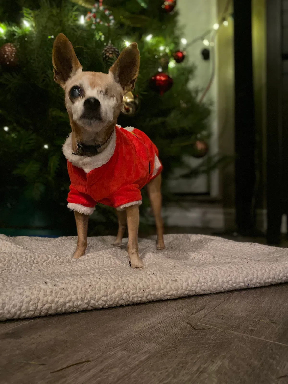 Lost dog in Long Beach, CA, 90805