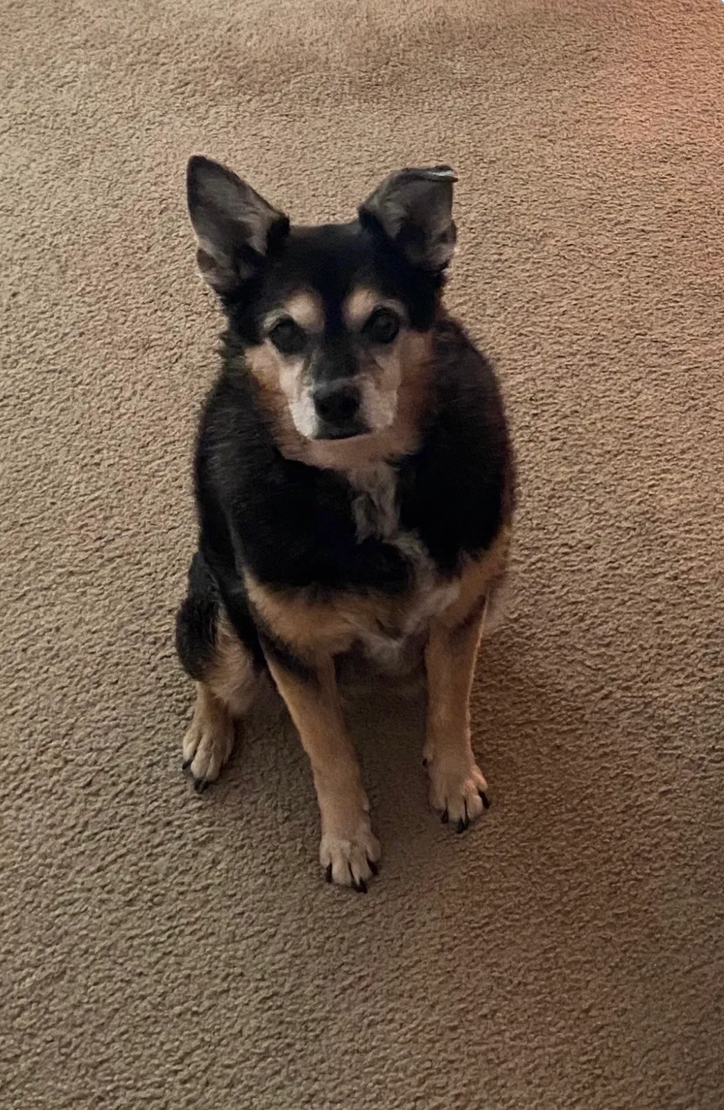Lost dog in Menifee, CA, 92584