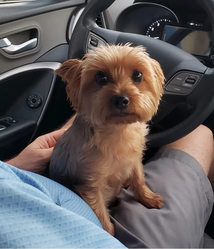 Lost dog in Kissimmee, FL, 34743