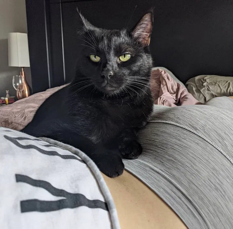 Lost cat in Phoenix, AZ, 85020
