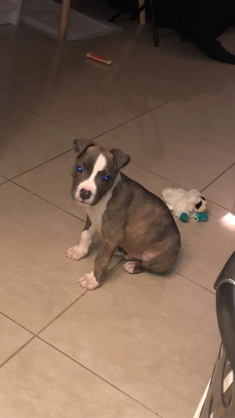 Lost dog in Sacramento, CA, 95824