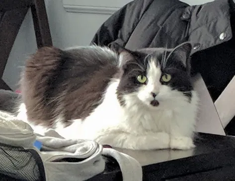 Lost cat in Oak Lawn, IL, 60453