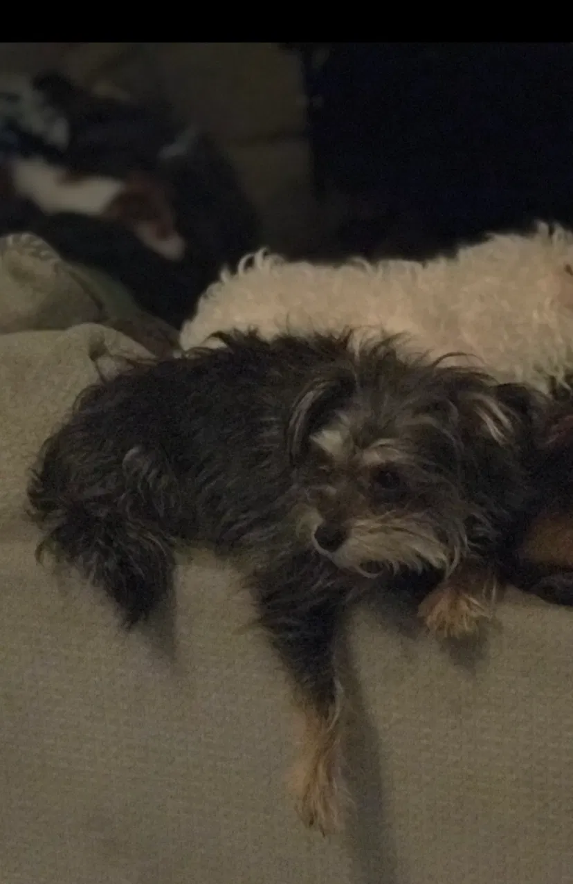 Lost dog in Panorama City, CA, 91402