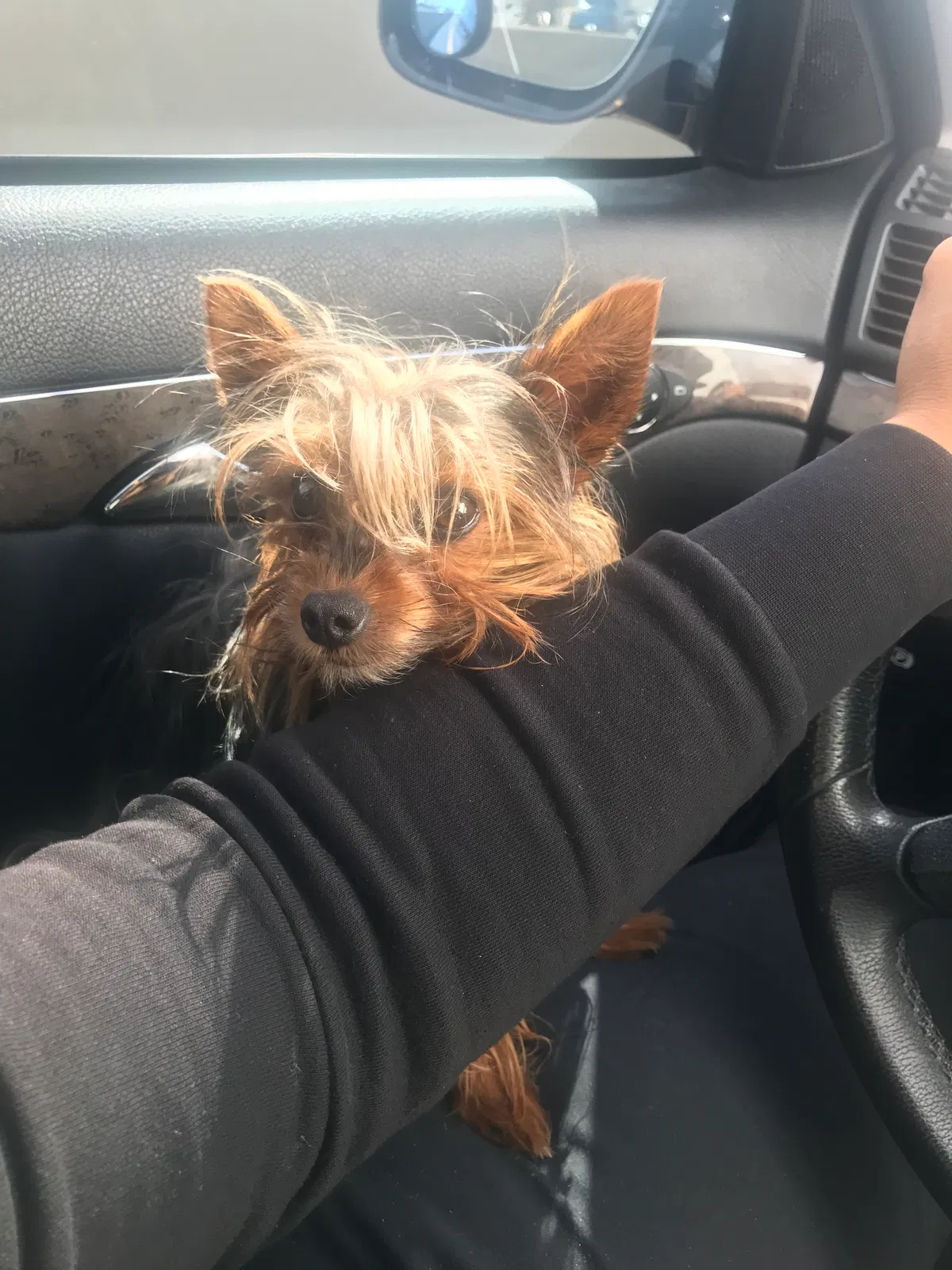 Lost dog in Denver, CO, 80221