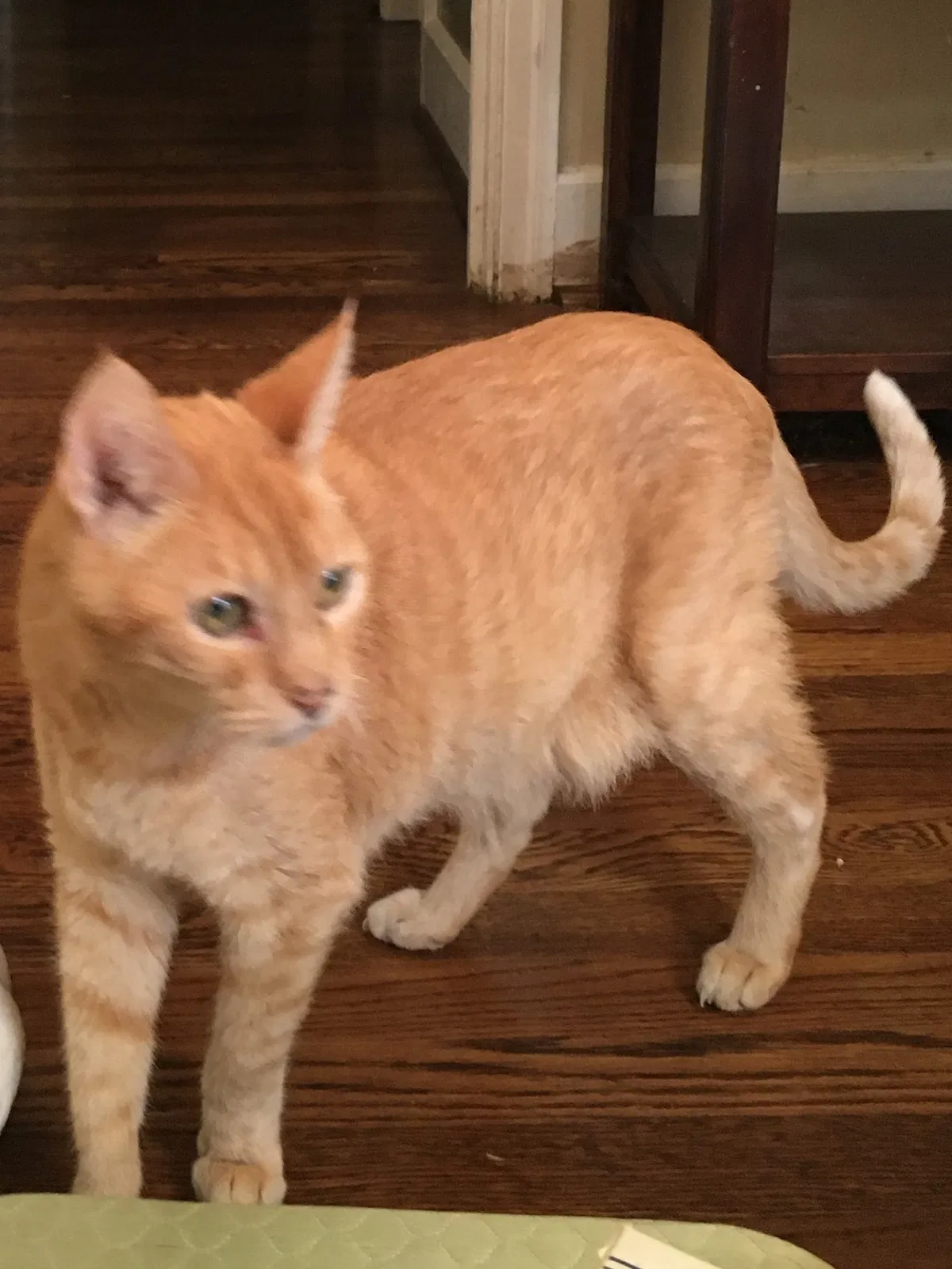Lost cat in Winston Salem, NC, 27127