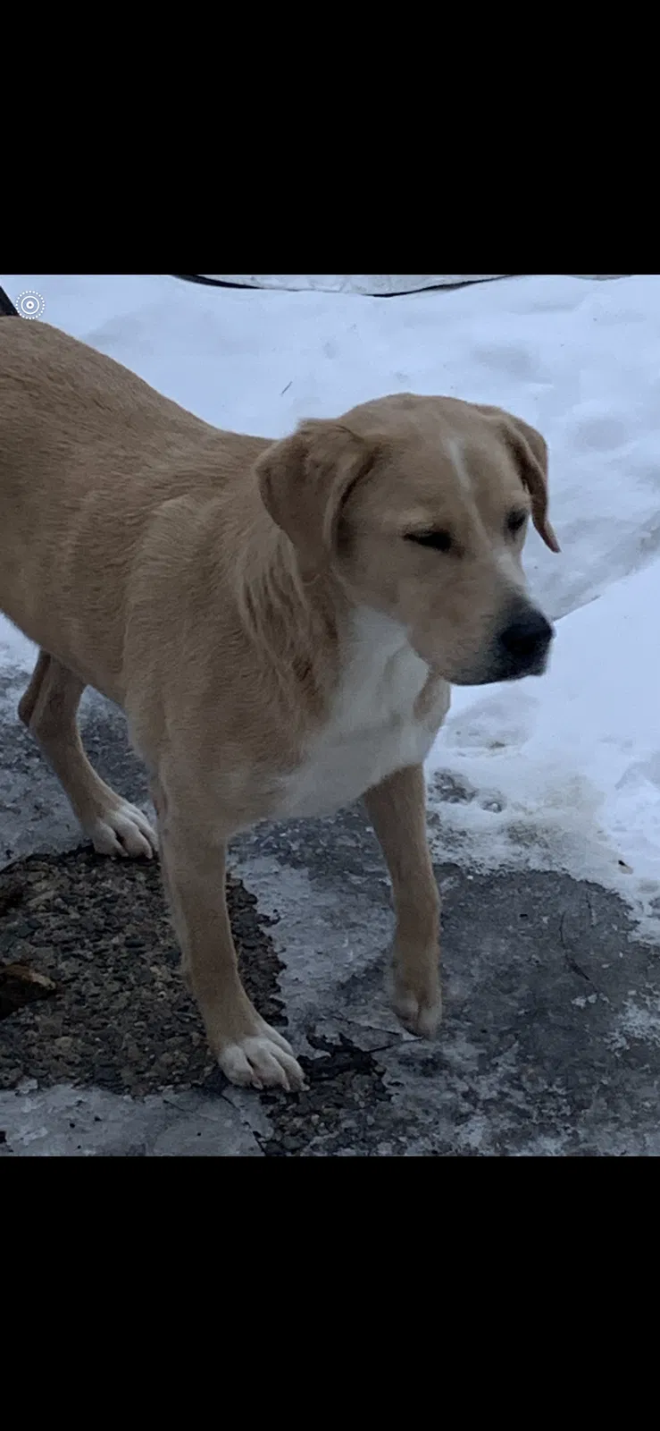 Lost dog in Saint Paul, MN, 55128
