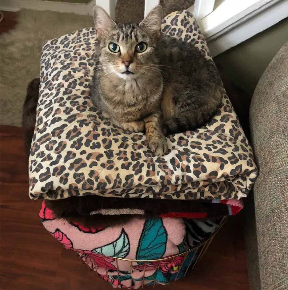 Lost cat in Asheville, NC, 28801