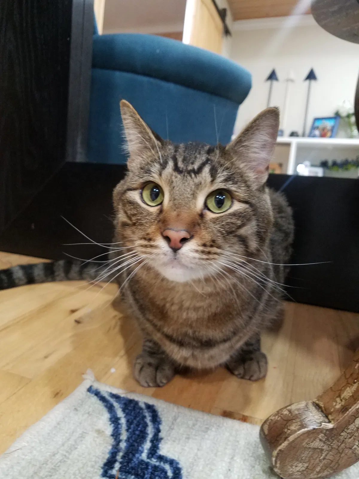 Lost cat in Seattle, WA, 98177