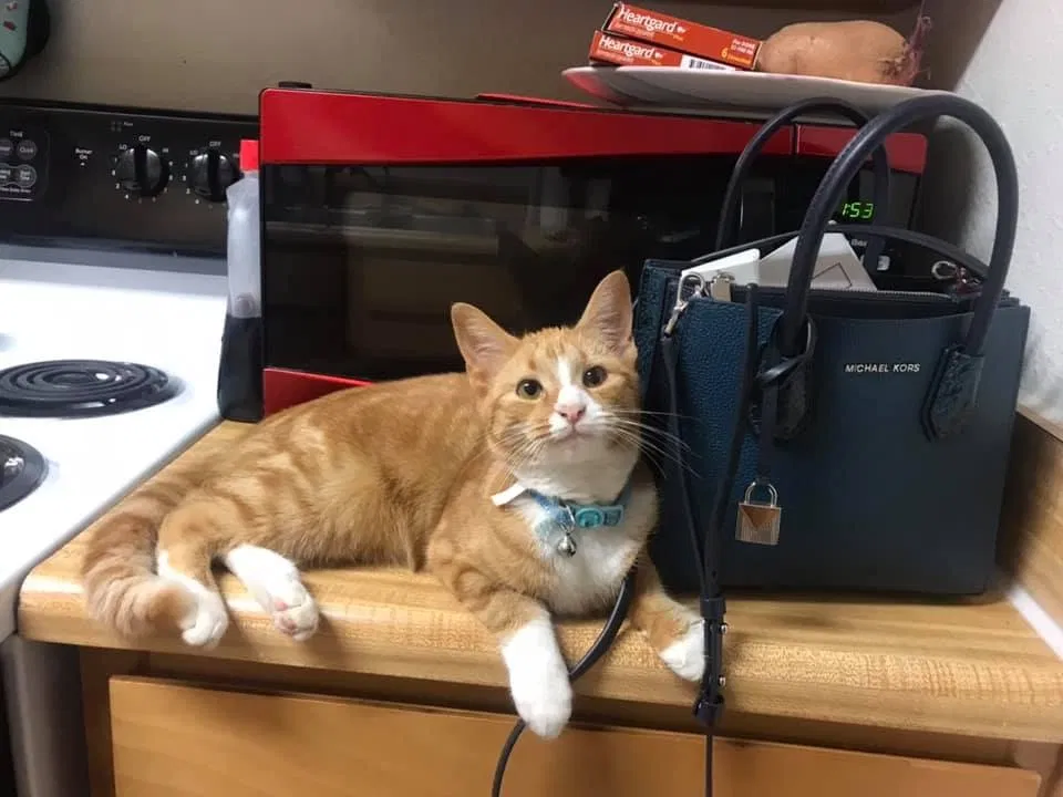 Lost cat in Fort Stewart, GA, 31315