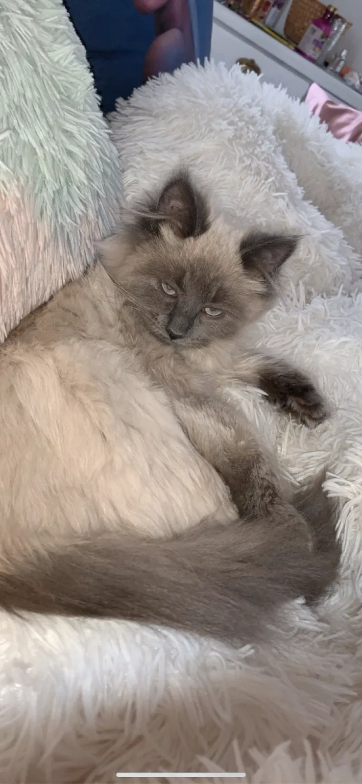 Lost cat in Chesaning, MI, 48616