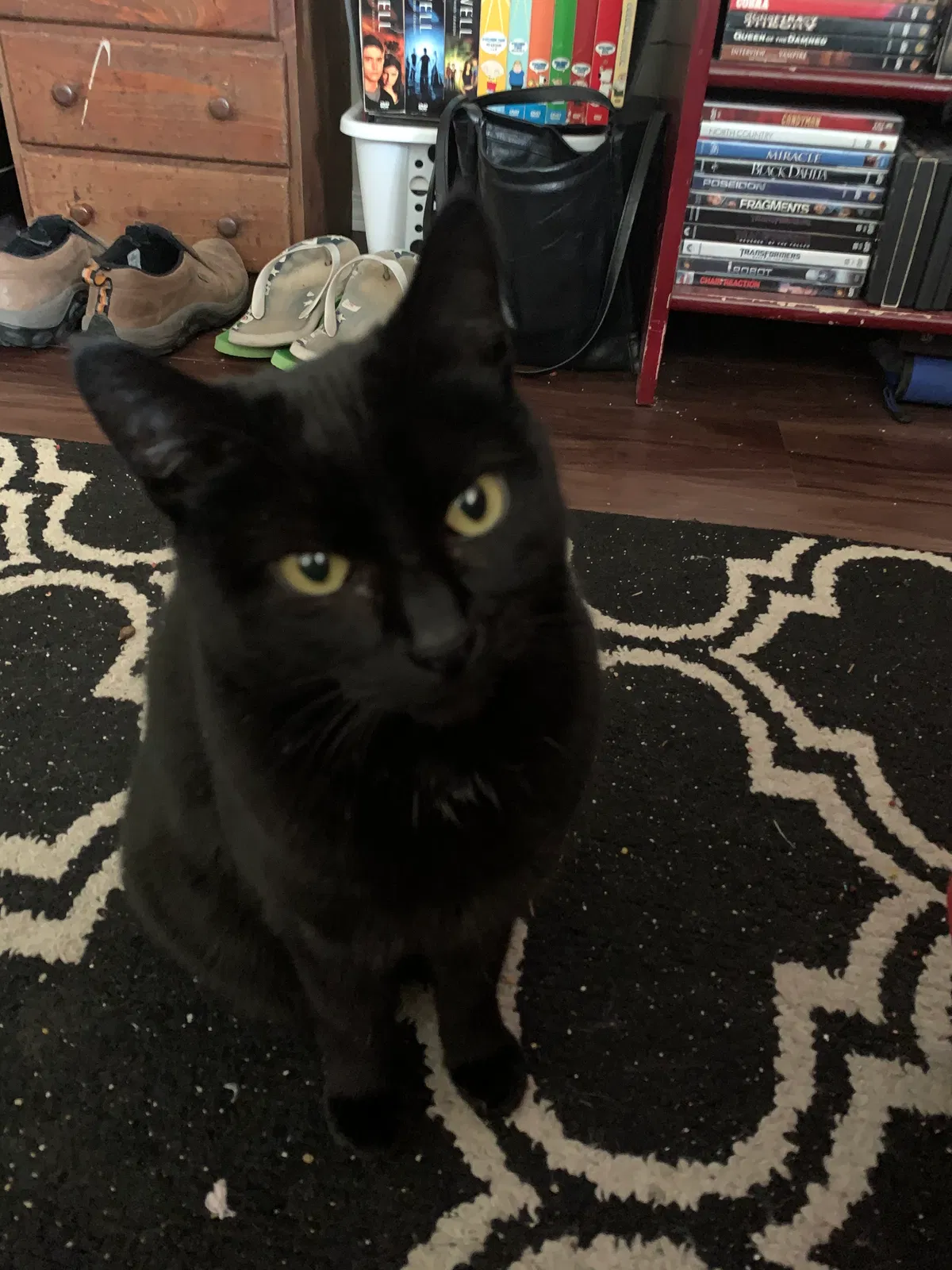 Lost cat in Everett, WA, 98204