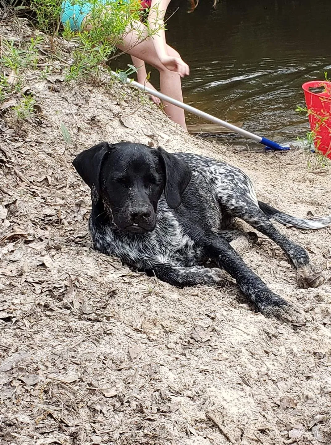 Lost dog in Poplarville, MS, 39470