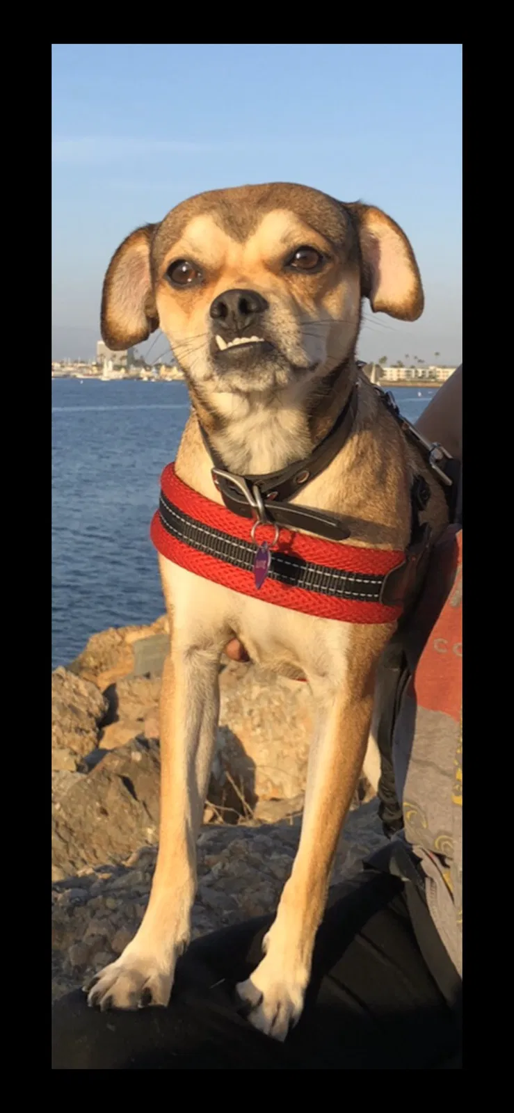 Lost dog in Los Angeles, CA, 90066