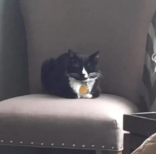 Lost cat in Clyde, NC, 28721