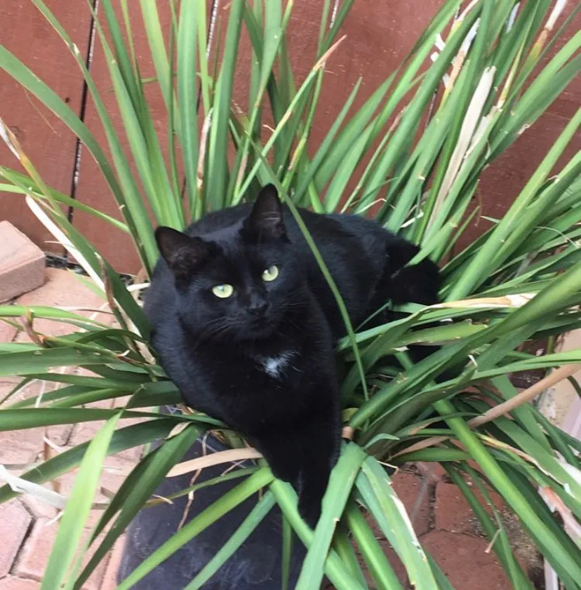 Lost cat in Malibu, CA, 90265