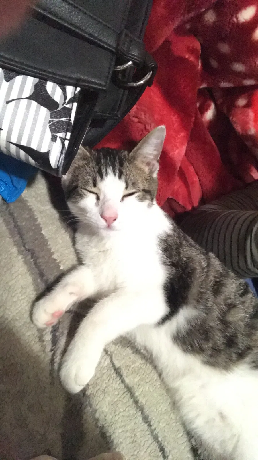 Lost cat in Los Angeles, CA, 90017