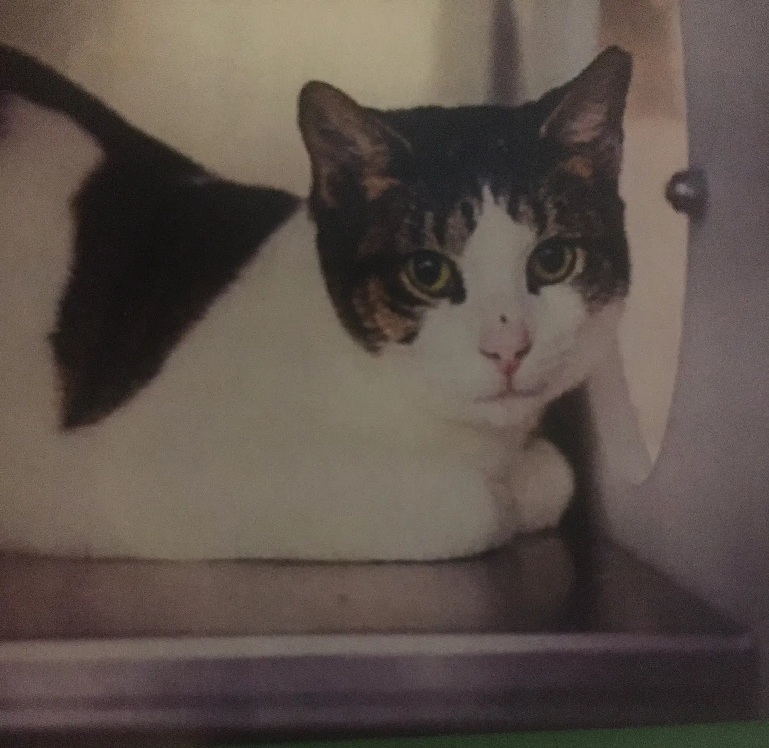 Lost cat in Clermont, FL, 34711