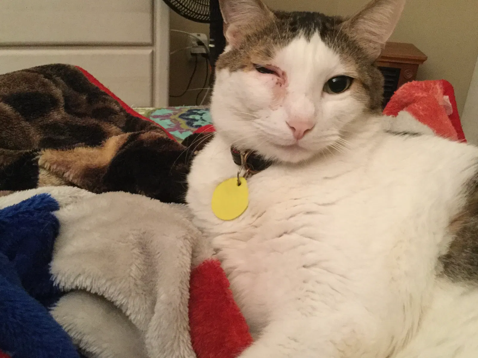 Lost cat in Melbourne, FL, 32935
