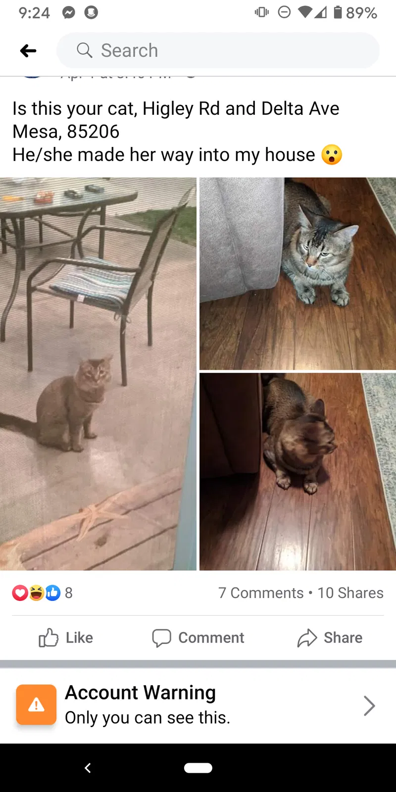 Found cat in Mesa, AZ, 85206
