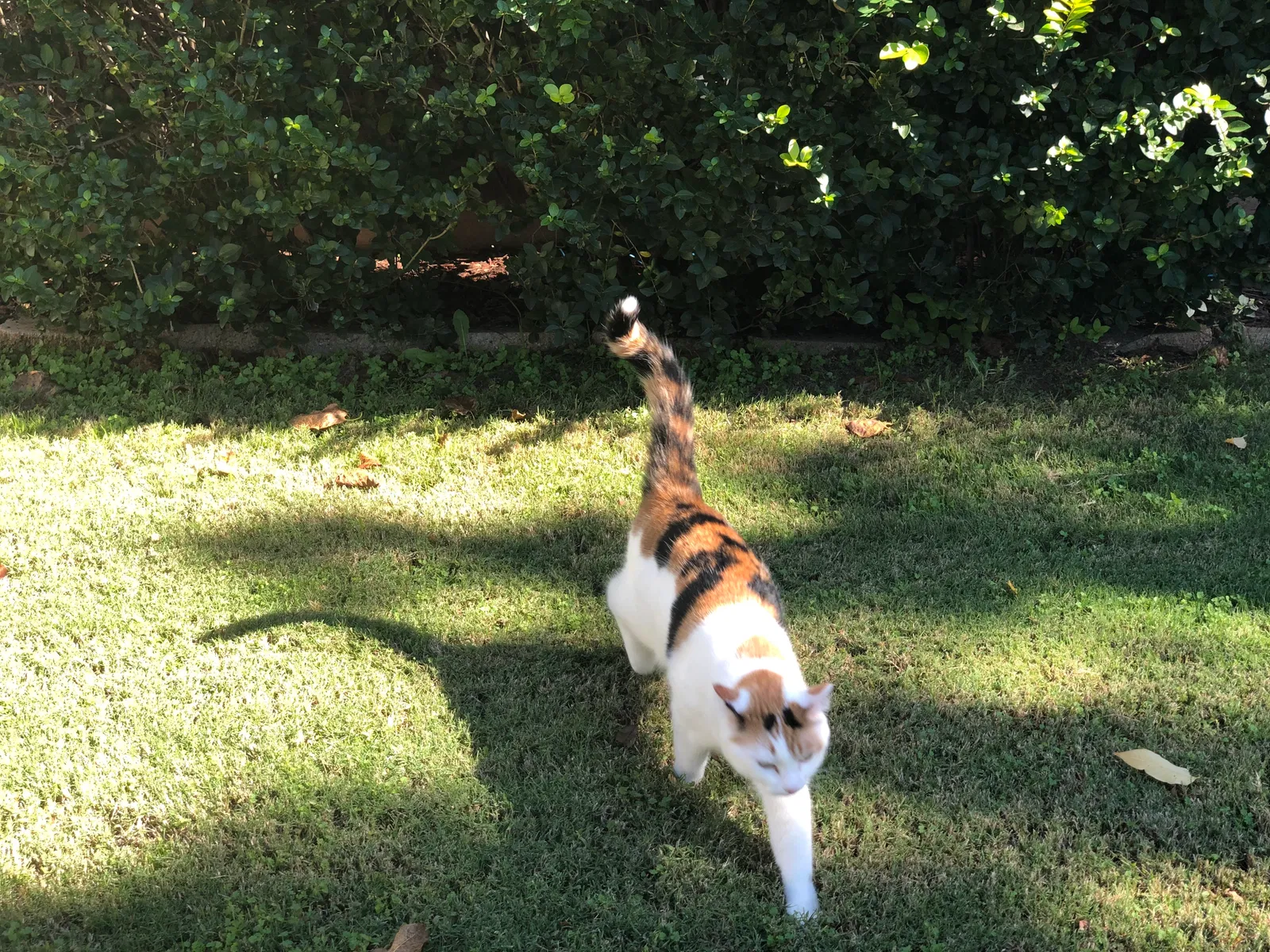 Lost cat in Harvest, AL, 35749