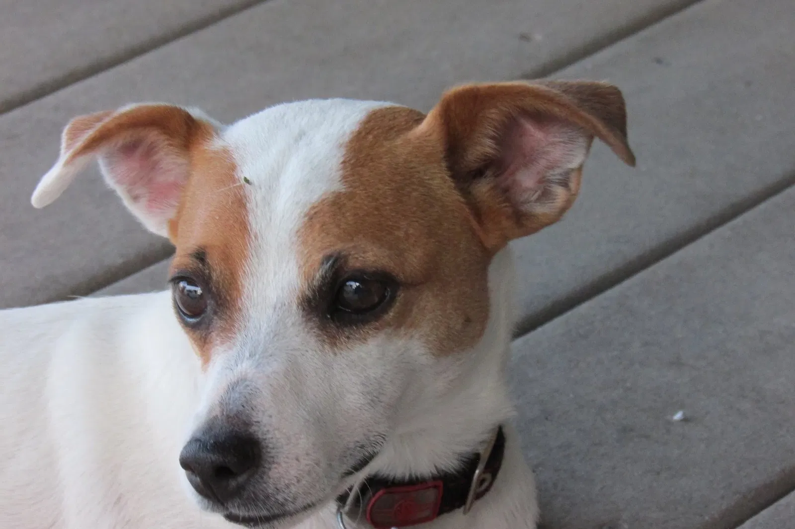 Lost dog in Ogden, UT, 84404