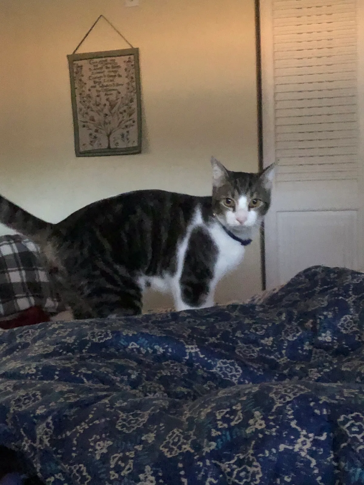 Lost cat in Saint Petersburg, FL, 33702