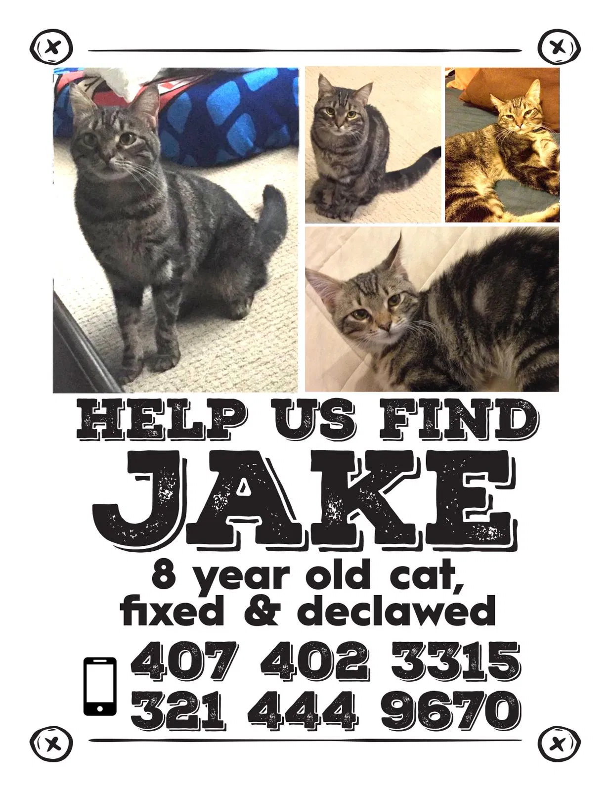 Lost cat in Orlando, FL, 32832