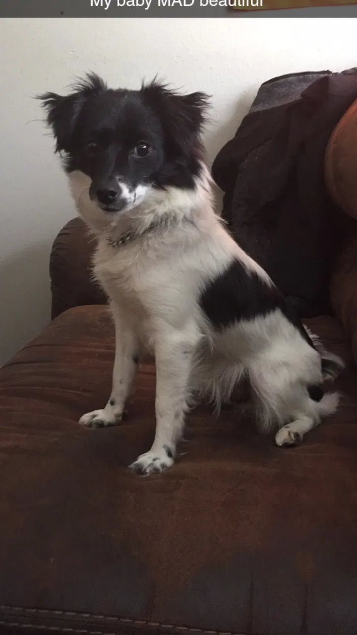 Lost dog in Santa Maria, CA, 93454