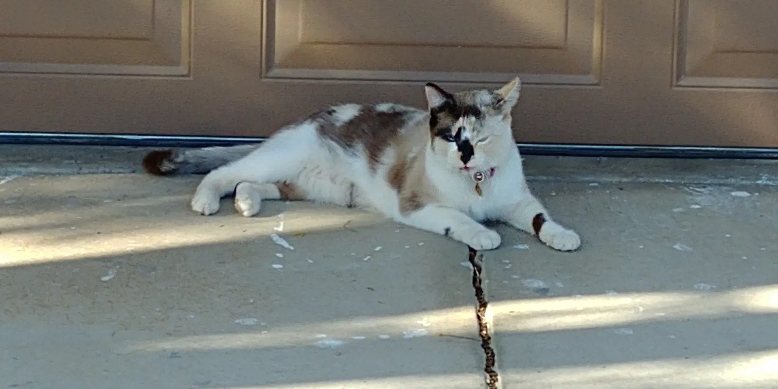 Found cat in Riverside, CA, 92508