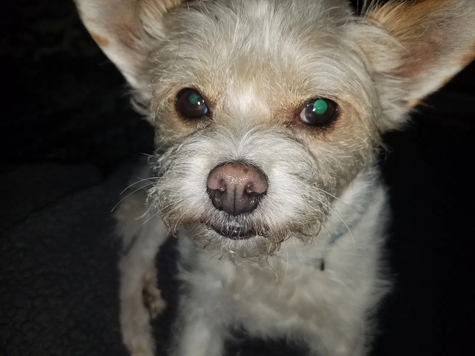 Lost dog in Baldwin Park, CA, 91706