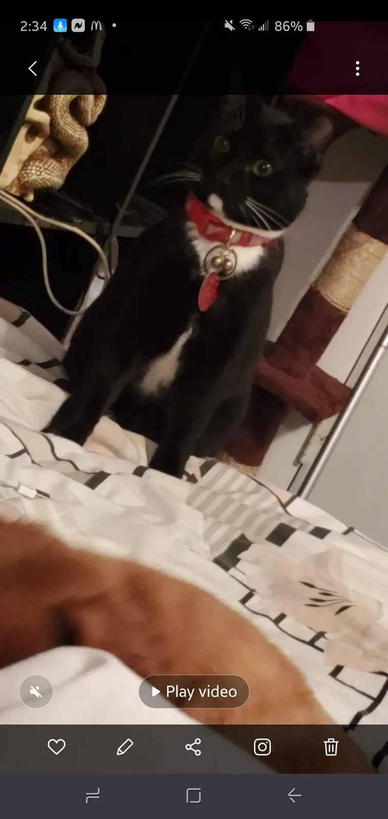 Lost cat in Brooksville, FL, 34602