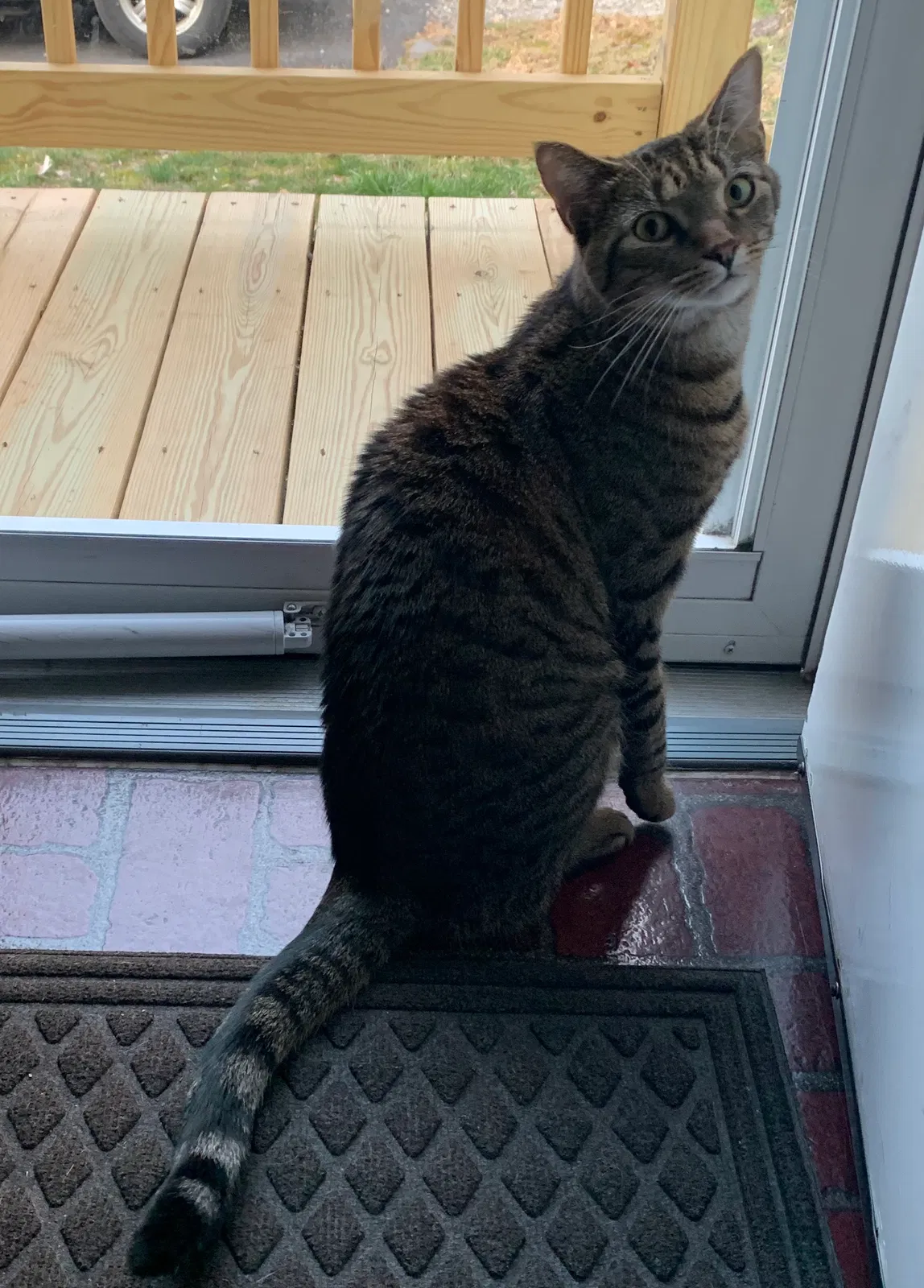 Lost cat in Brandywine, MD, 20613