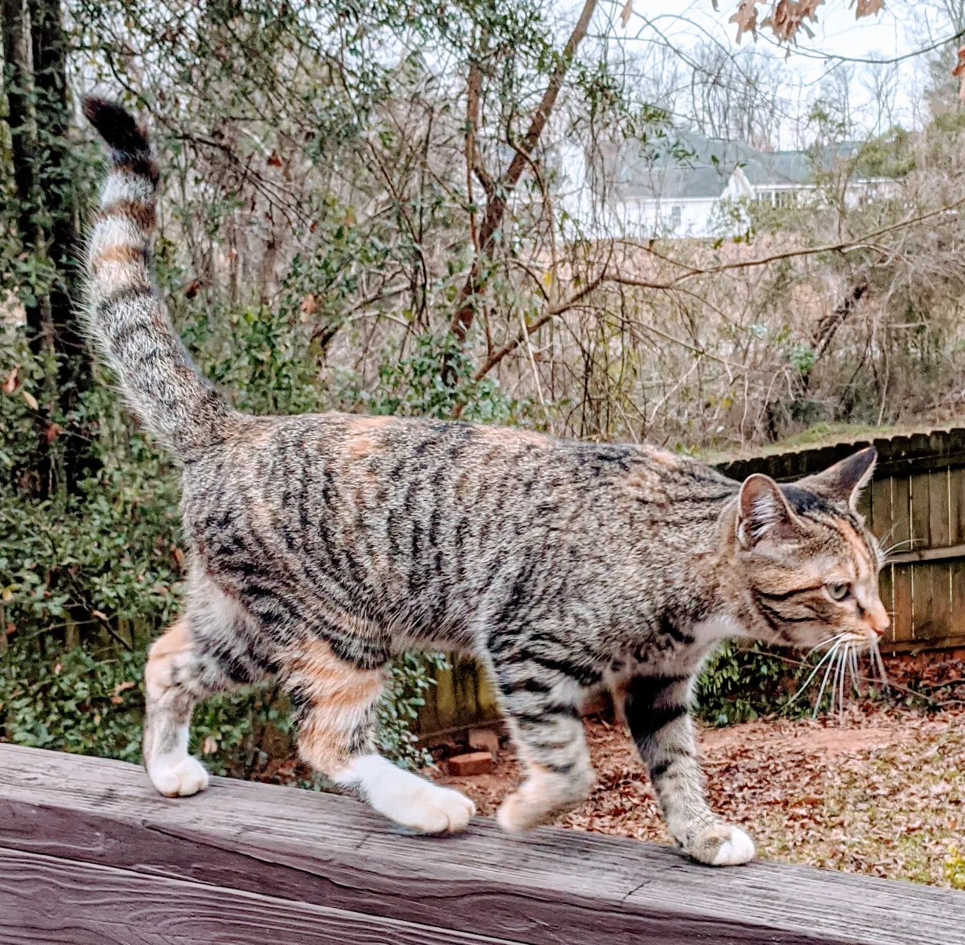 Lost cat in Warner Robins, GA, 31088