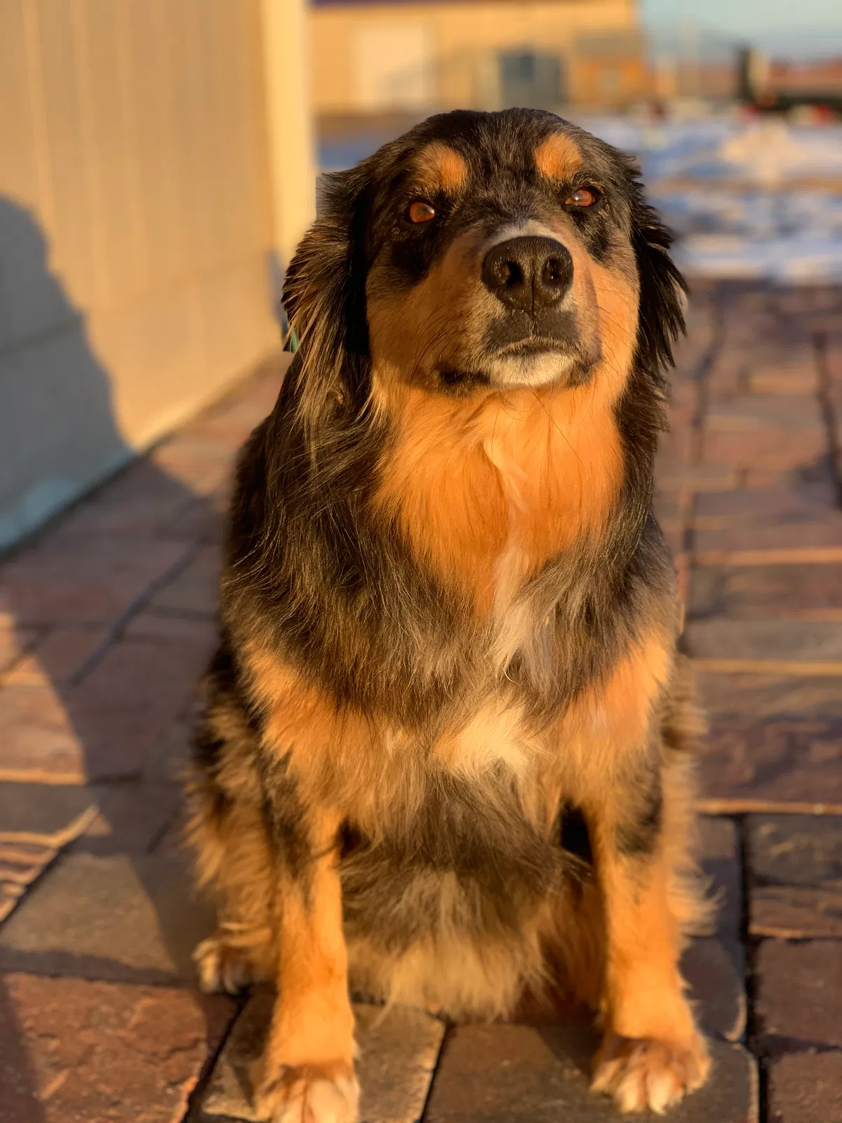 Lost dog in Auburn, KS, 66402