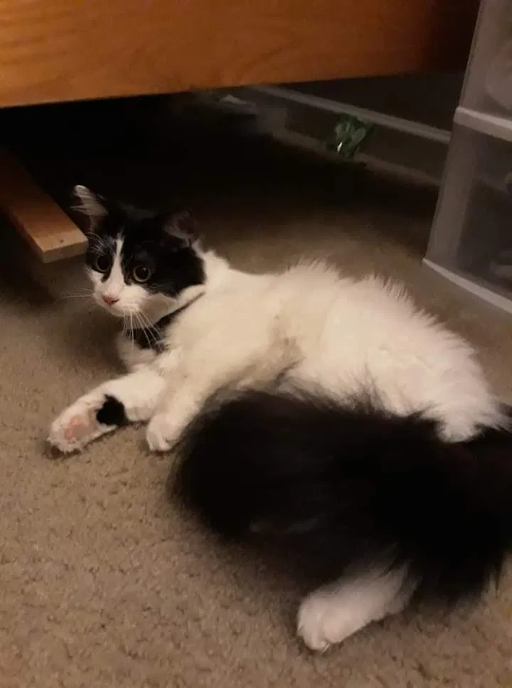 Lost cat in Aurora, CO, 80012