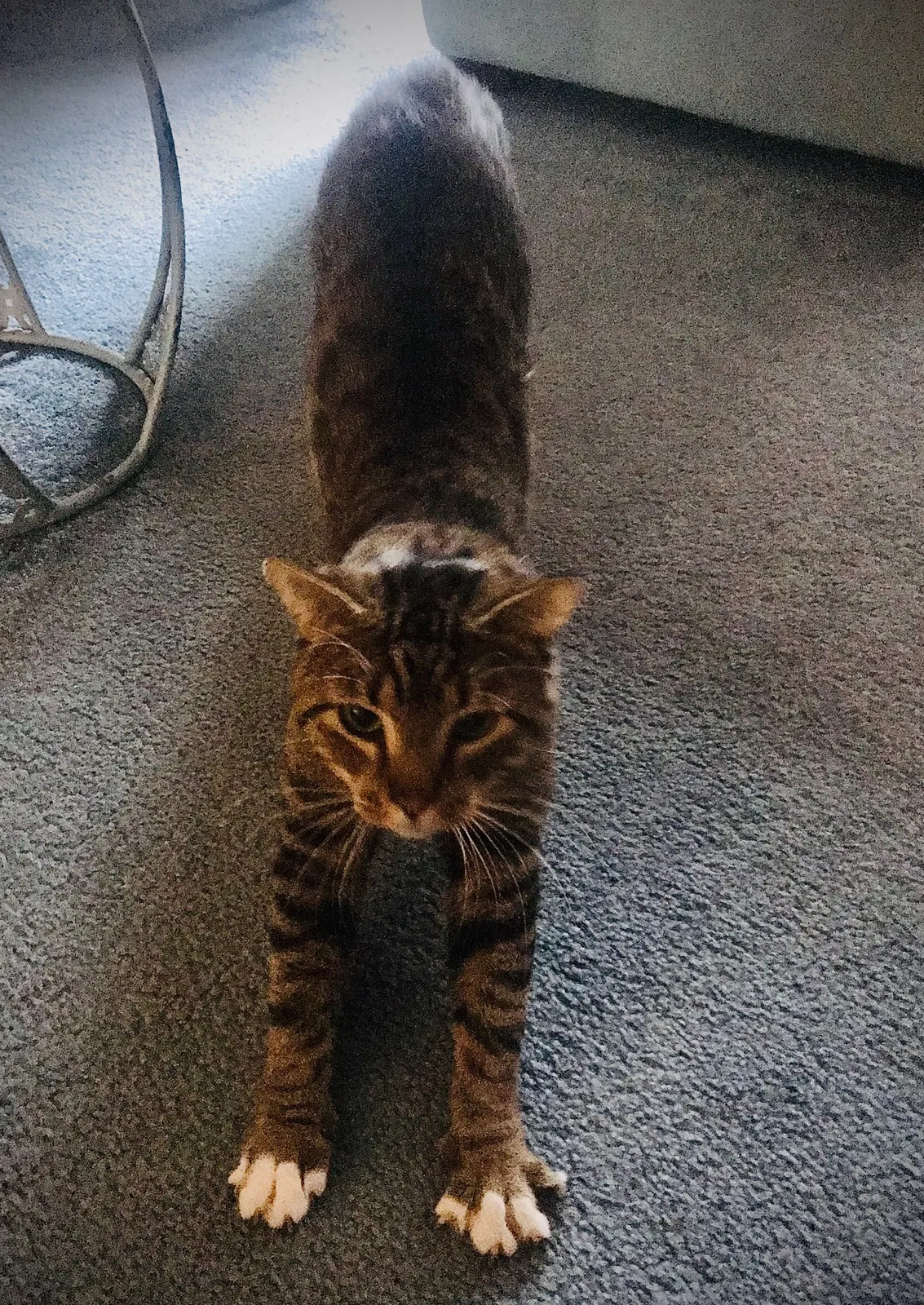 Lost cat in Virginia Beach, VA, 23451