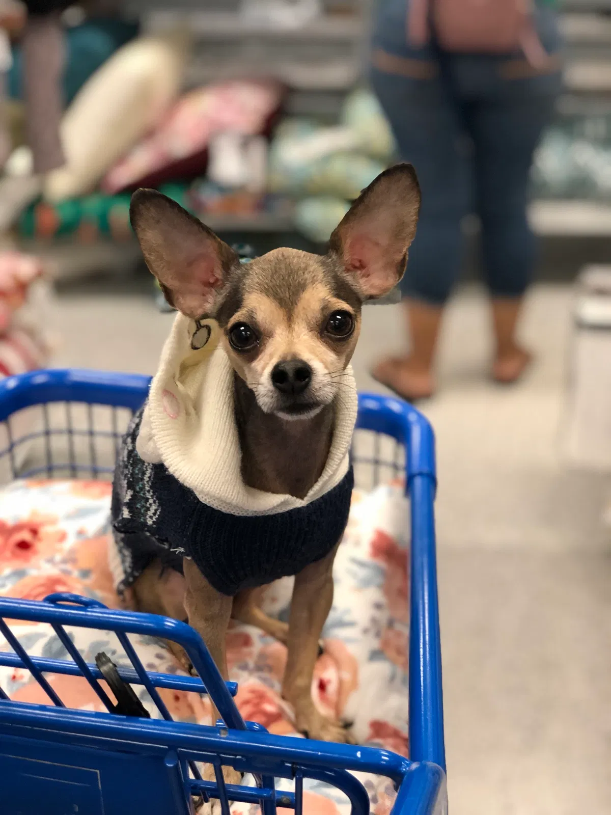 Lost dog in Santa Ana, CA, 92701