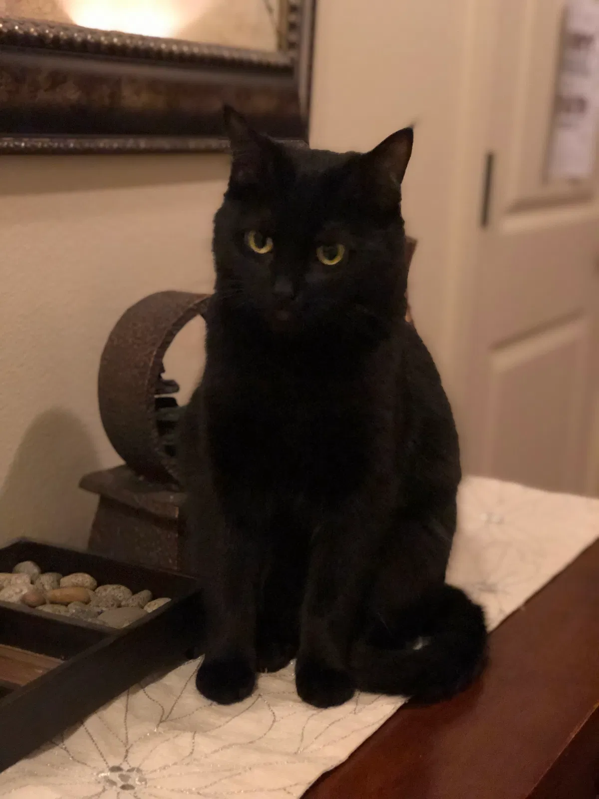 Lost cat in Vancouver, WA, 98683