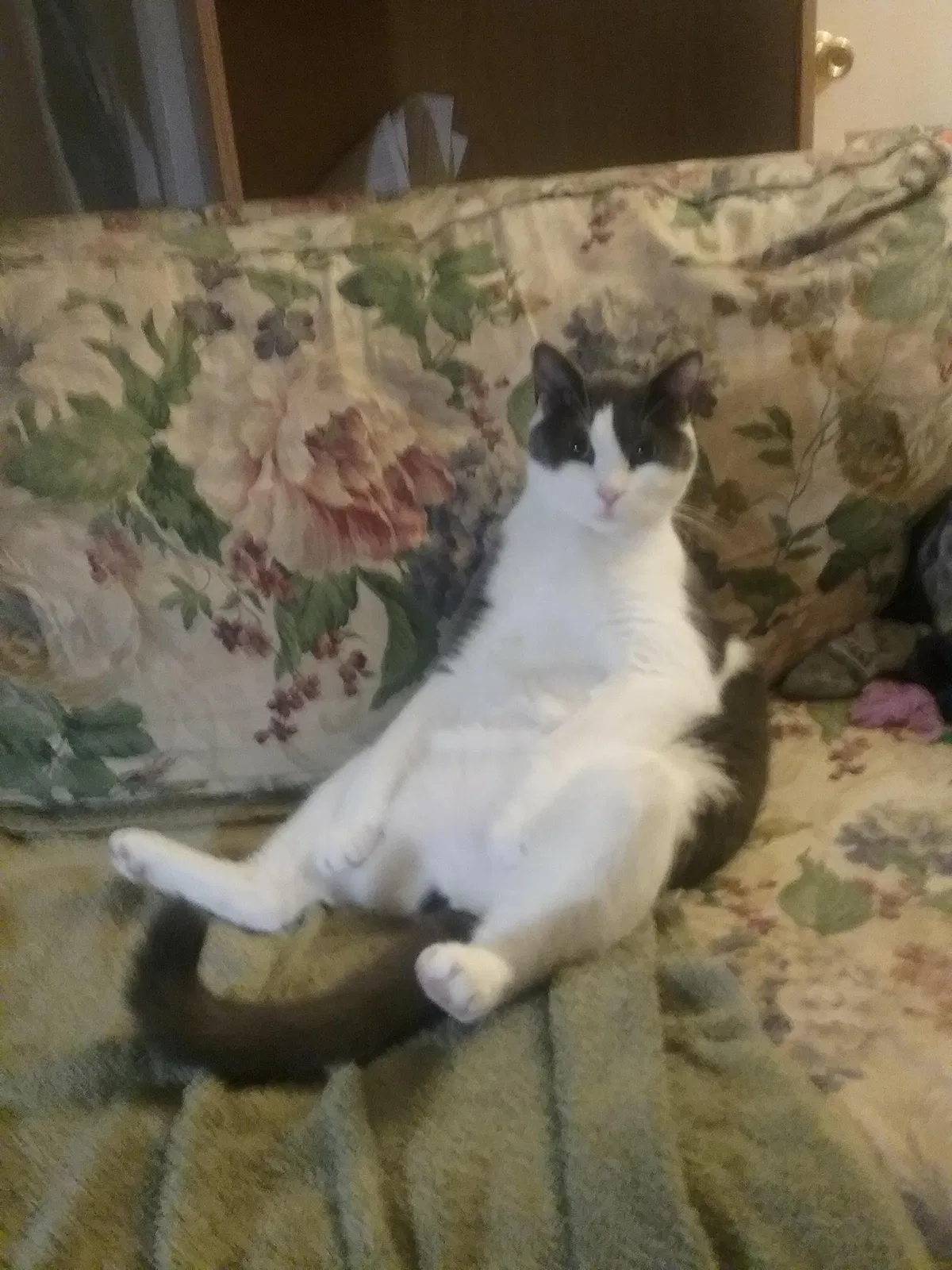 Lost cat in Norfolk, VA, 23505