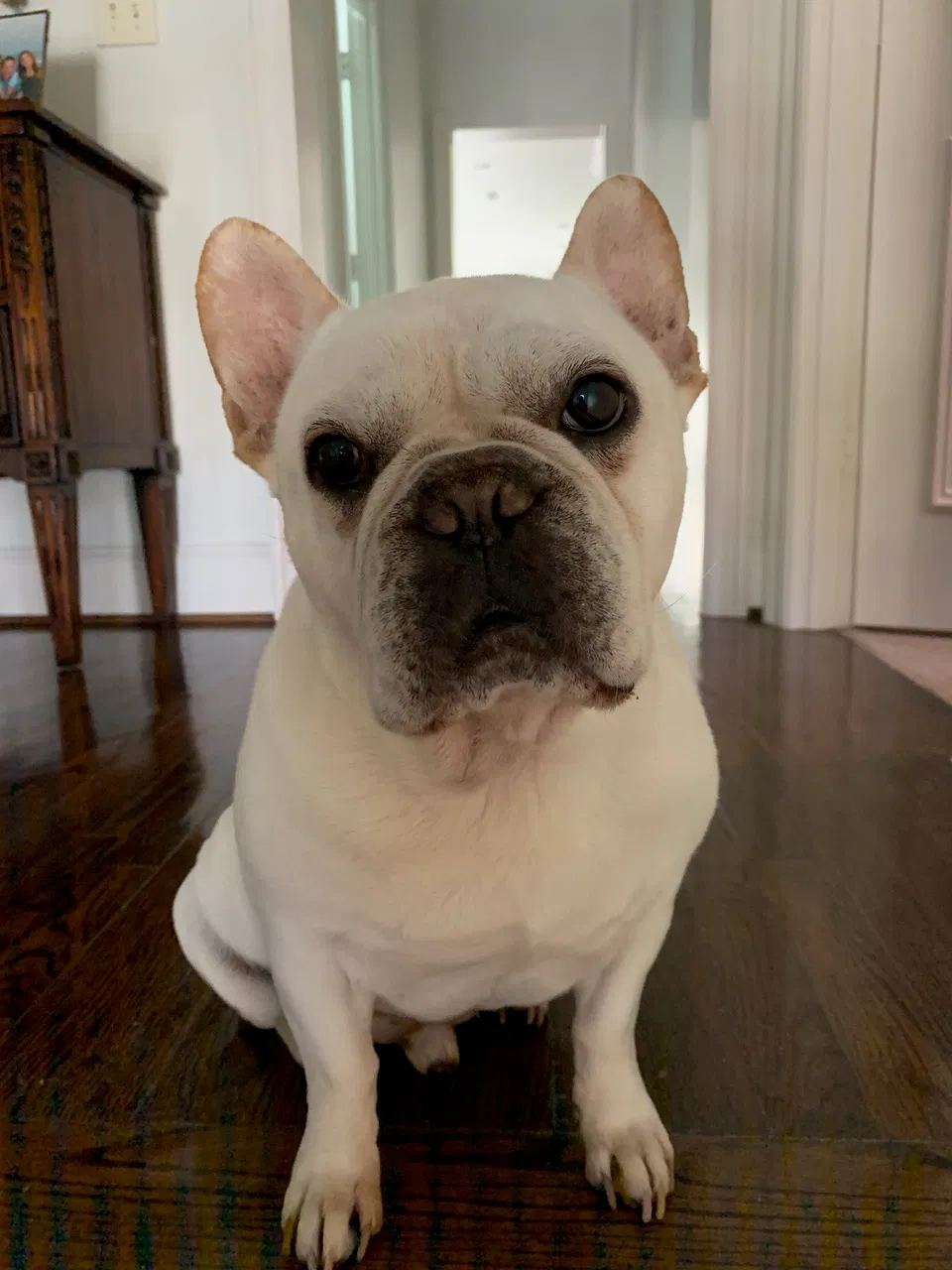 Lost dog in Dallas, TX, 75225