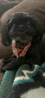 Lost dog in Chandler, AZ, 85225