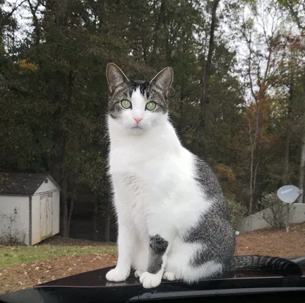 Lost cat in Braselton, GA, 30517