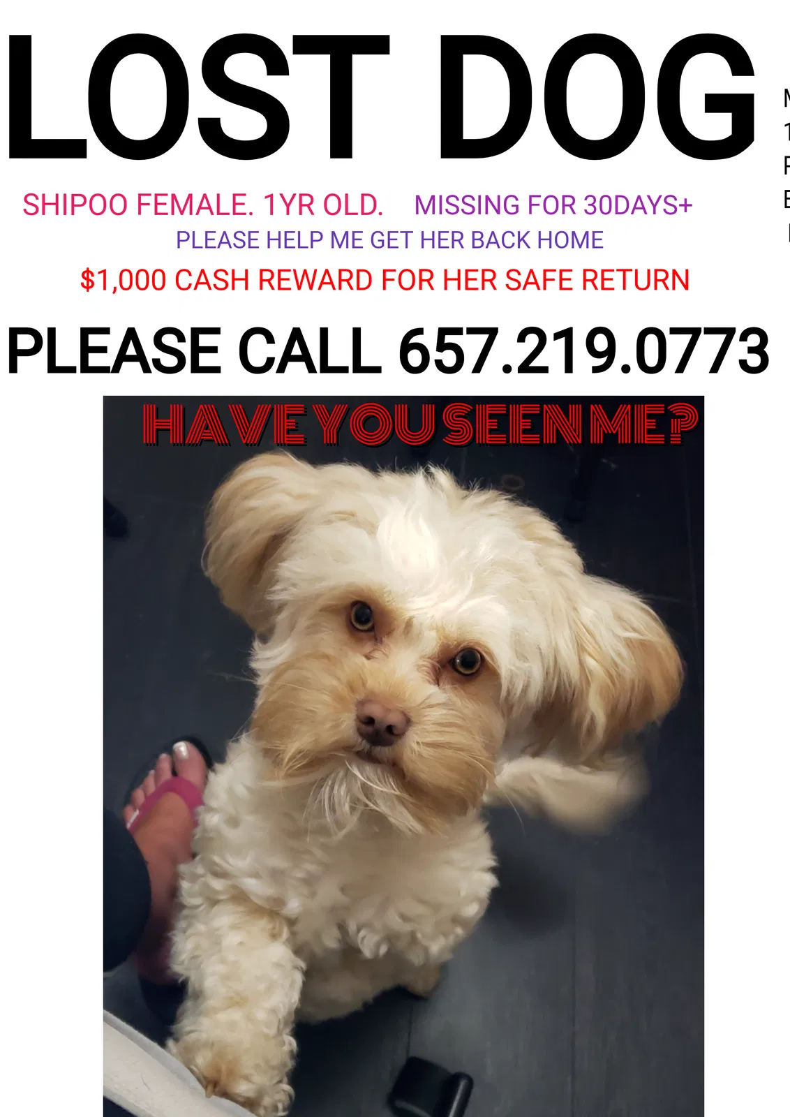 Lost dog in Westminster, CA, 92684