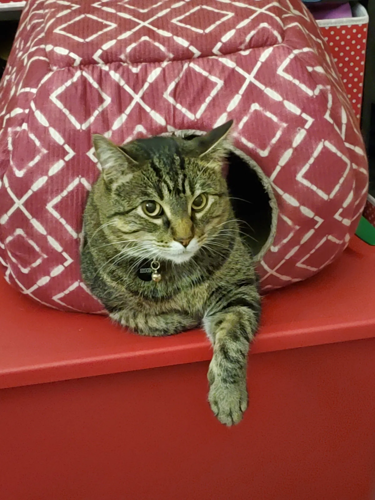 Lost cat in Moscow, ID, 83843