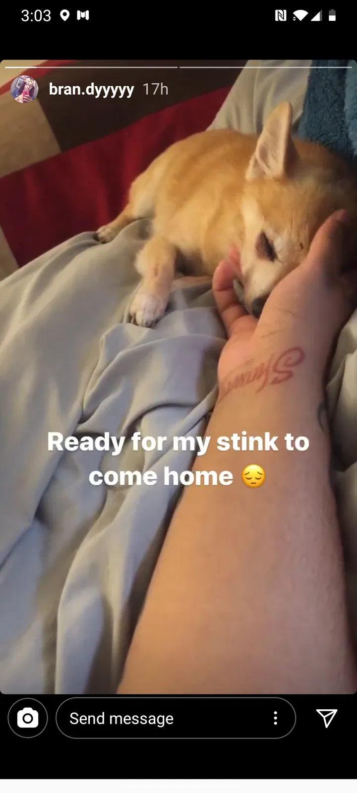 Lost dog in Cleveland, OH, 44108